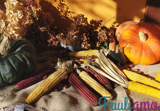 Corn cobs near Zompitta