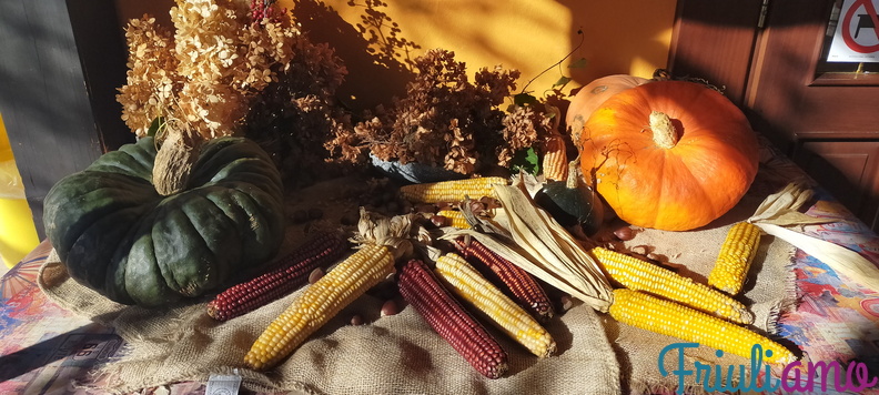 Corn cobs near Zompitta