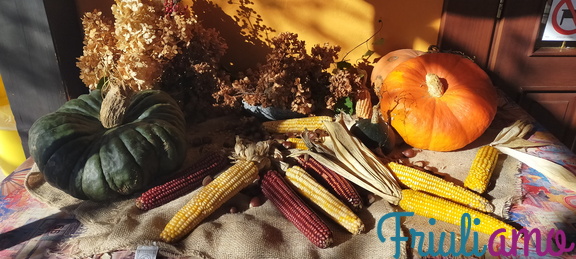 Corn cobs near Zompitta