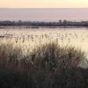 Let’s see the Flamingos in Val Cavanata – Grado