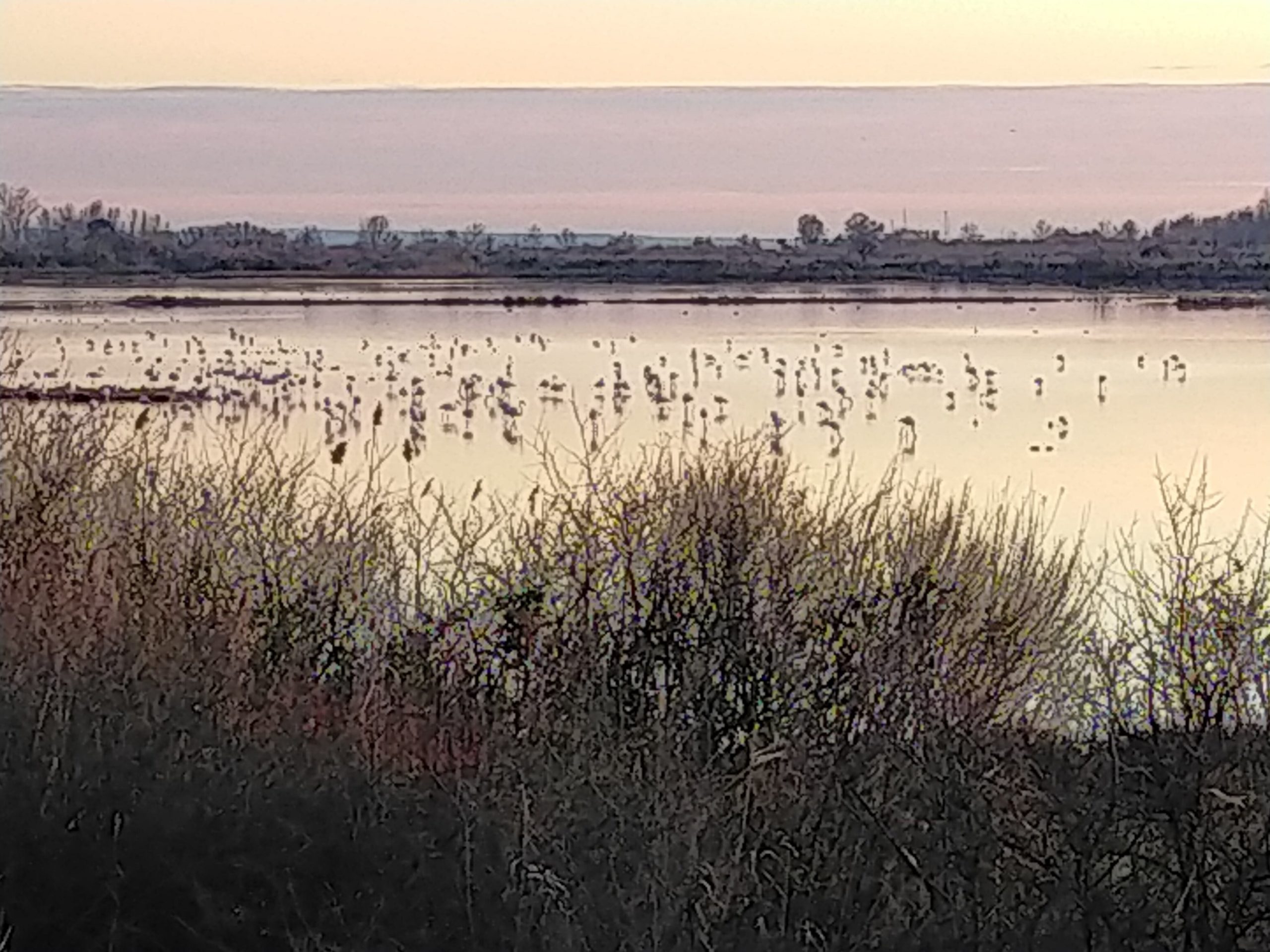 Let’s see the Flamingos in Val Cavanata – Grado