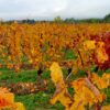 Colli orientali del Friuli