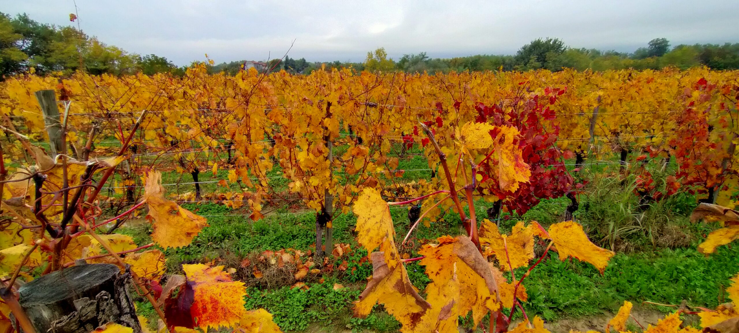 Colli orientali del Friuli